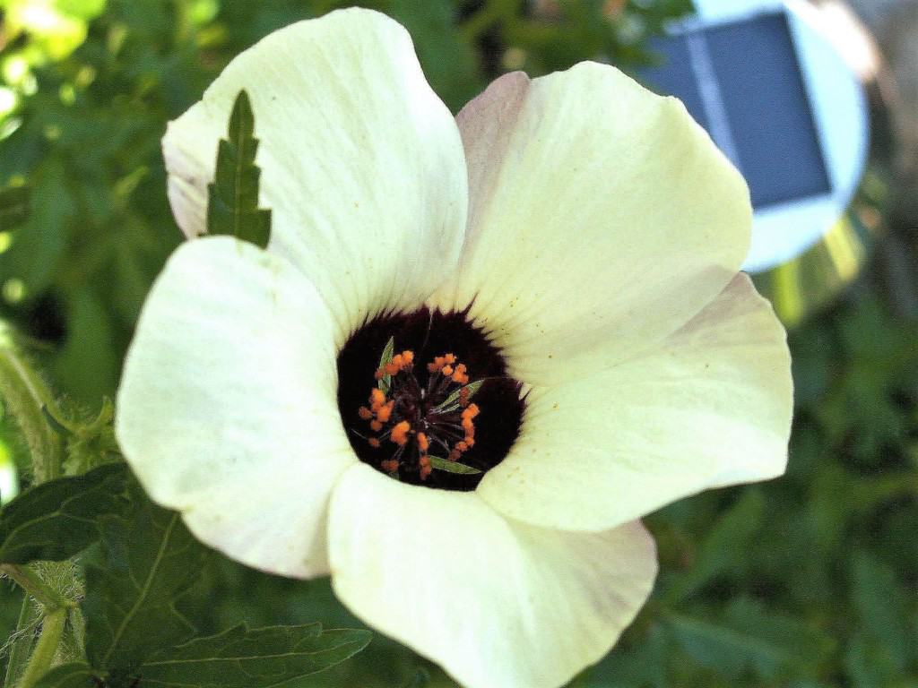 Hibiscus trionum
