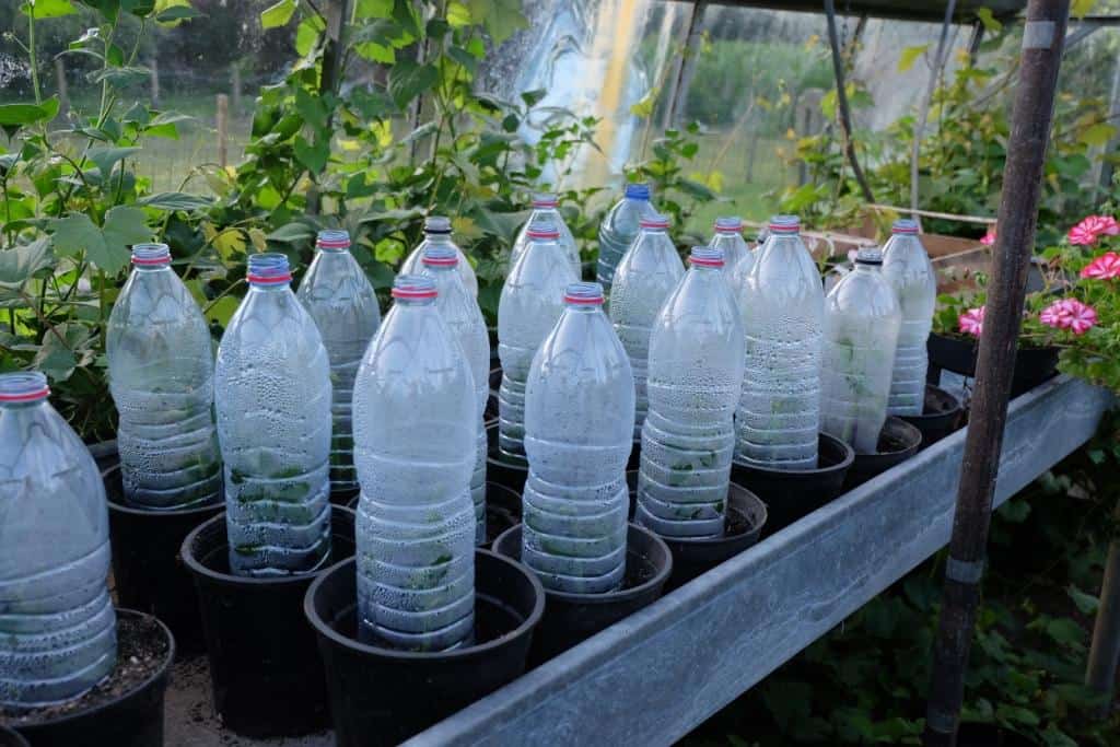 terwijl vrek Benodigdheden Rozen stekken - Diana's mooie moestuin