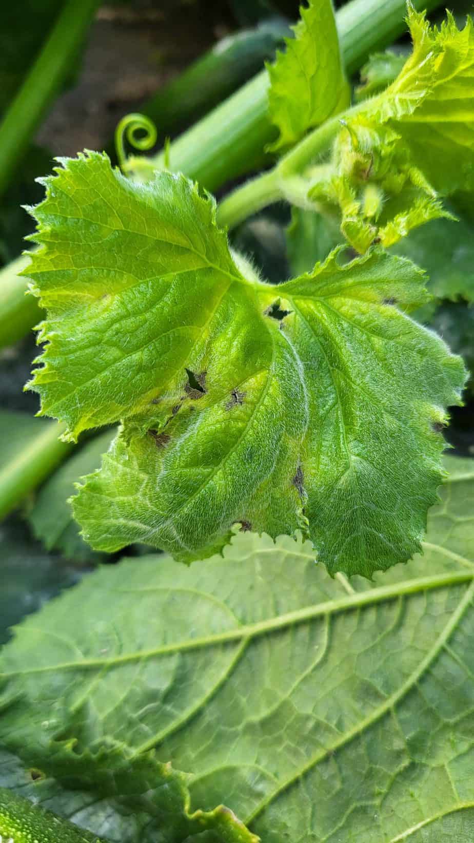 Courgette vruchtvuur aantasting blad