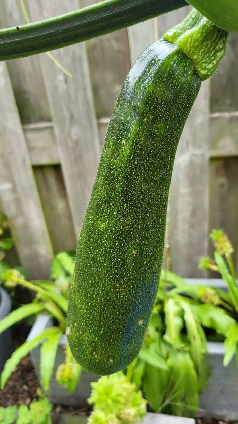 Courgette vruchtvuur vrucht