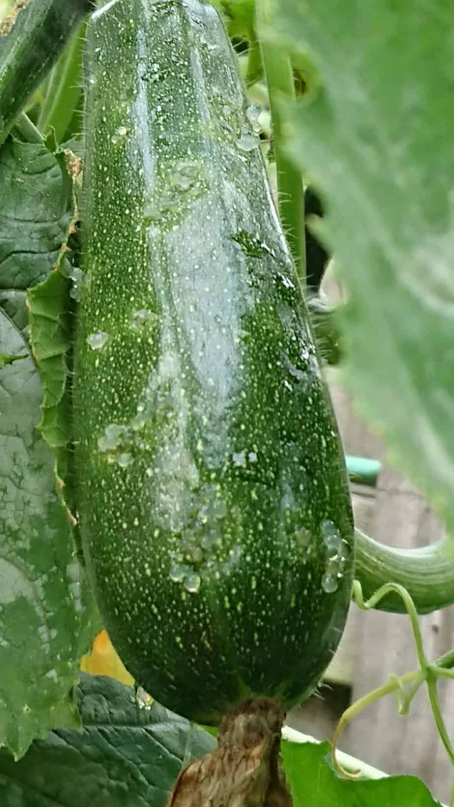 Courgette vruchtvuur afscheiding