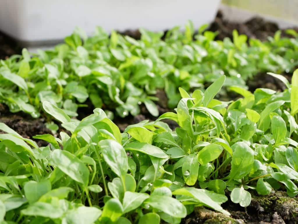 Zeggen Jood droog Rucola - Diana's mooie moestuin