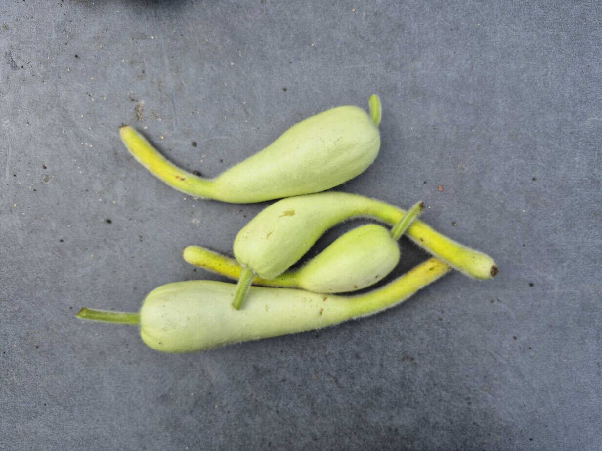 Kalebas