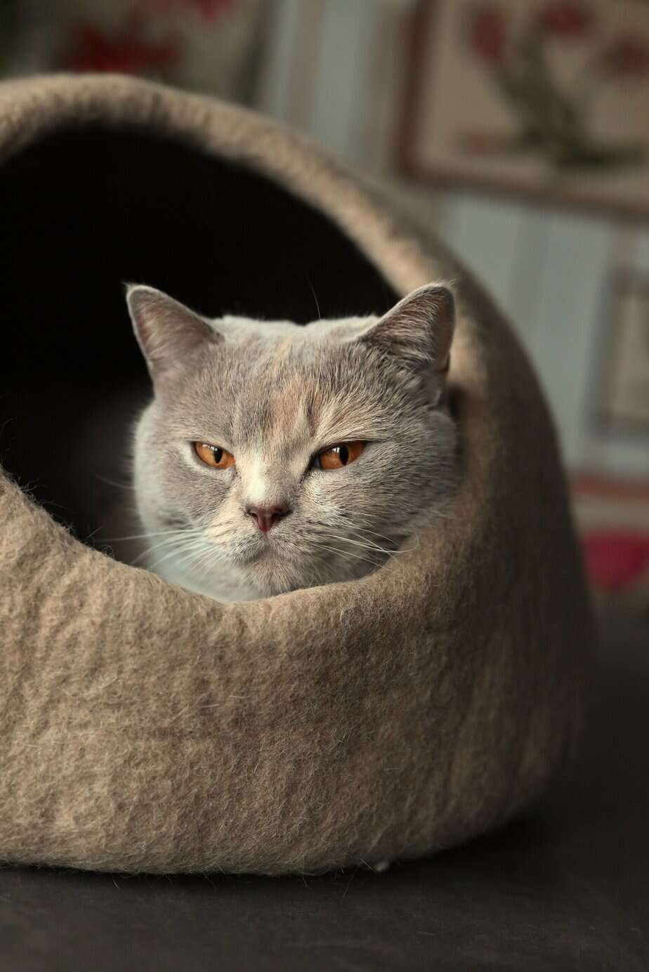 Katy in catcave februari 2026