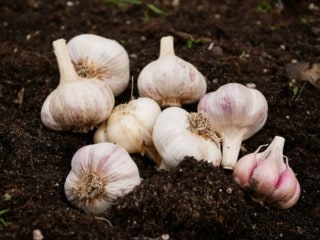 Knoflookbollen