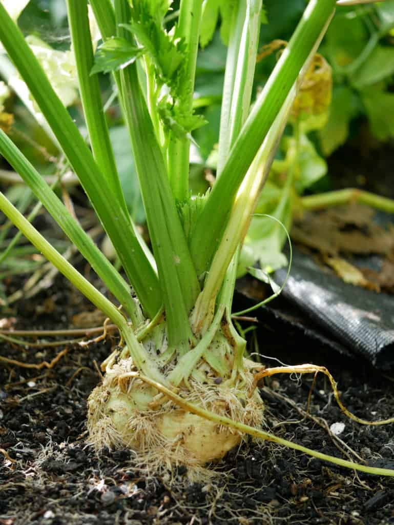 Verminderen Werkwijze Lagere school Knolselderij - Diana's mooie moestuin