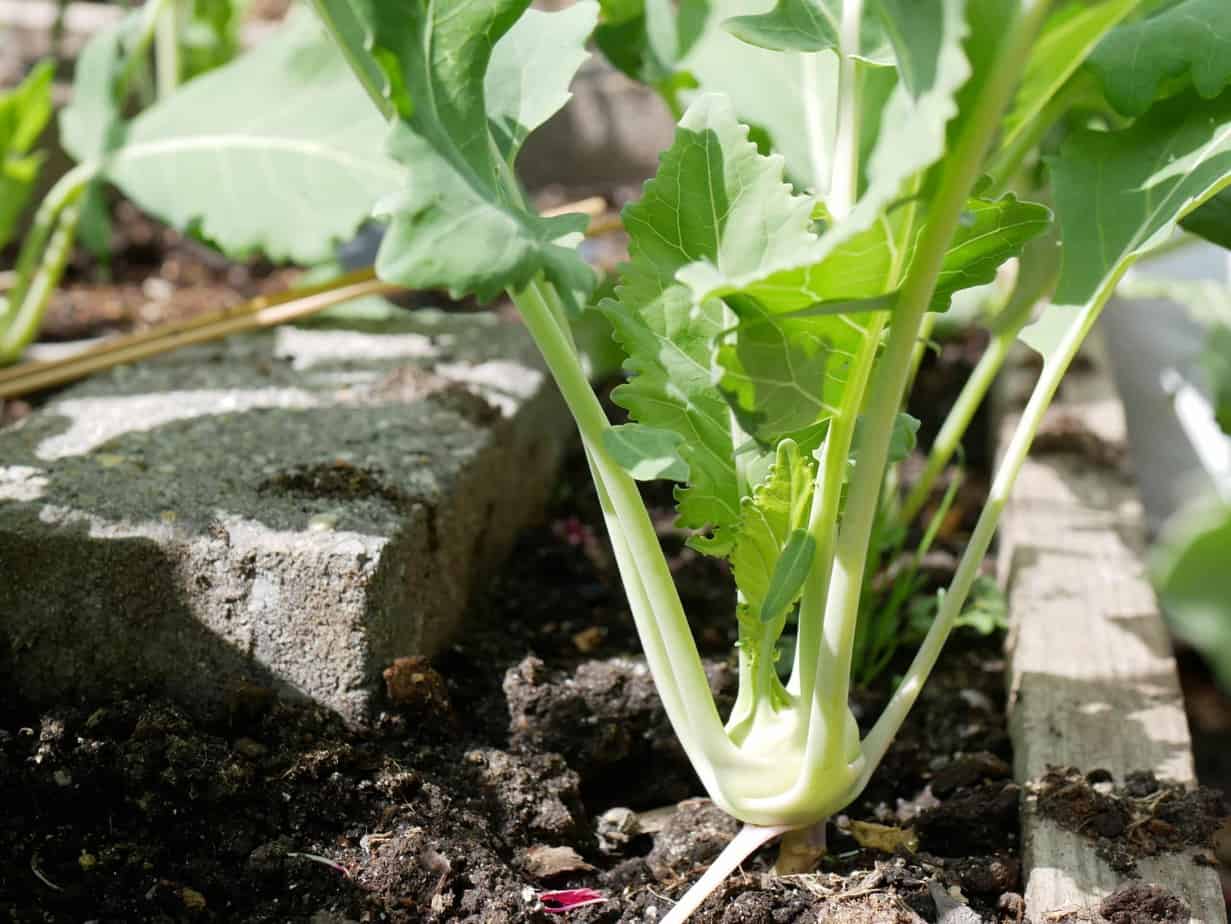 Jonge koolrabiplant