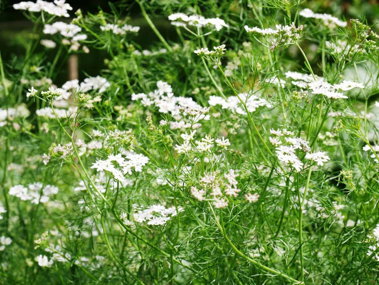 Koriander - Diana's mooie moestuin