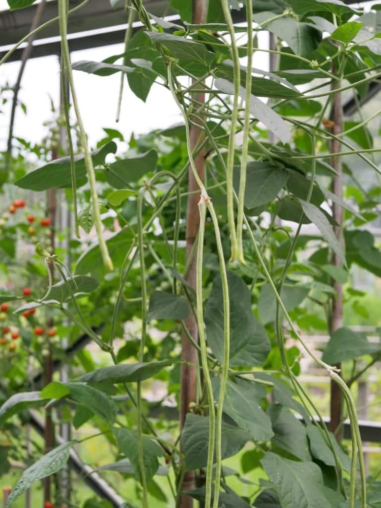 Strak Verlammen Beugel Kousenband - Diana's mooie moestuin