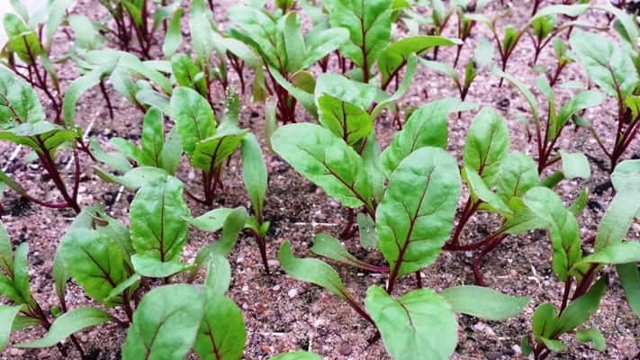 Krootjes in een zaaitray zijn gekiemd en groot genoeg om uit te planten.