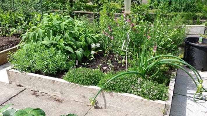 Een verhoogde bak met Mediterrane kruiden; de salie, rozemarijn, dragon, oregano, tijm groeien meer dan prima en ik kan er al volop van oogsten.