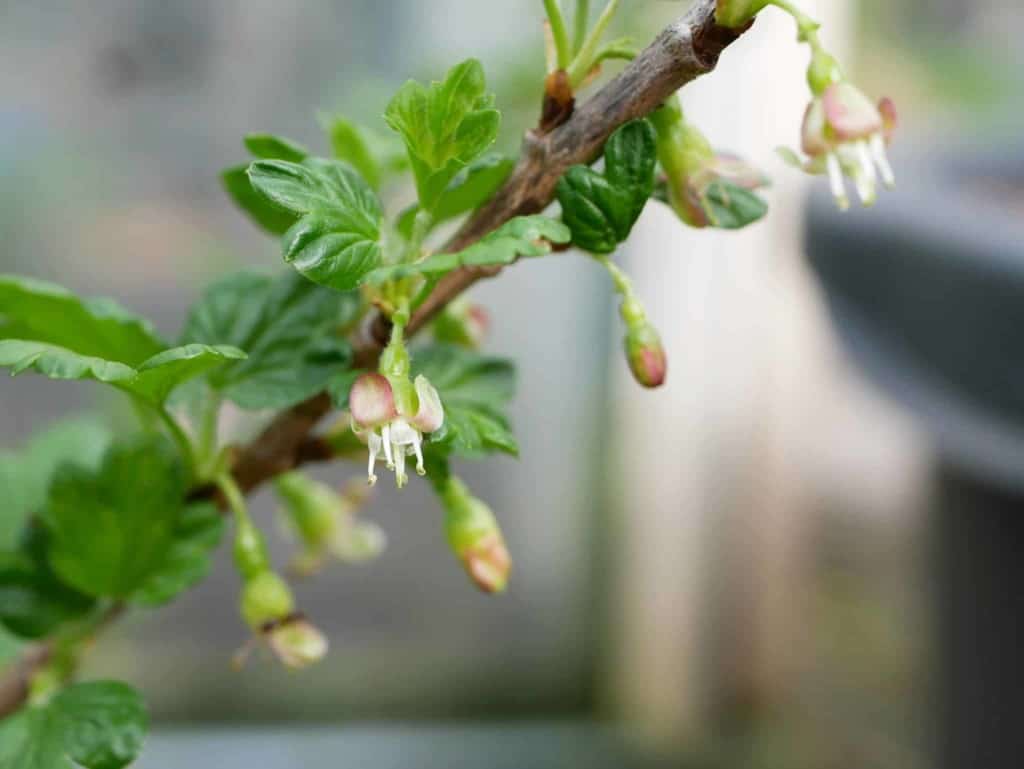 Kruisbes Diana's mooie moestuin Kruisbes Diana's mooie moestuin