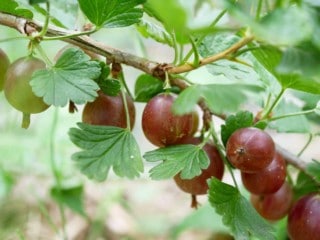 Kruisbes rood
