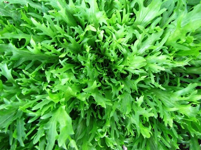 Krulandijvie, ook wel Frisée genoemd