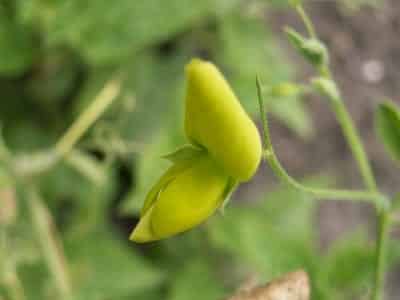 Lathyrus chloranthus