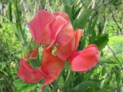 Lathyrus odoratus Apricot Sprite