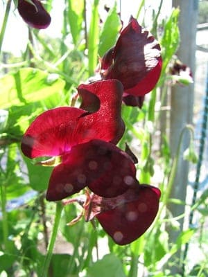 Lathyrus odoratus Beaujolais