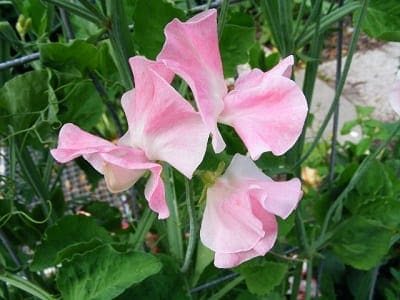 Lathyrus odoratus Emma
