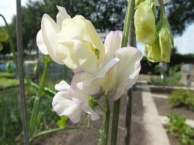 Lathyrus odoratus Kings High Scent, wit met een klein lilapaars randje