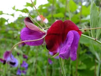 lathyrus odoratus Lord Nelson, met extra lange stelen (handig voor de pluk voor in een vaas)