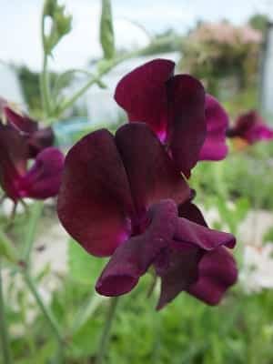 Lathyrus odoratus Midnight