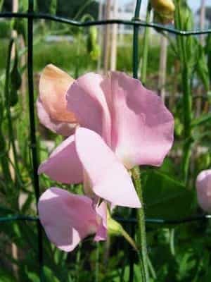 Lathyrus odoratus Nelly Viner