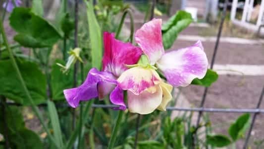 Lathyrus odoratus Prima Ballerina
