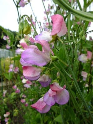 Lathyrus odoratus Spanish Dancer