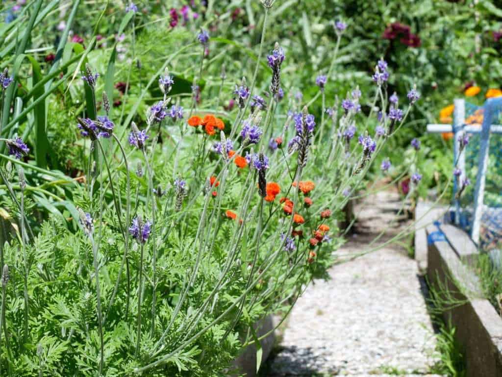 Lavandula multifida