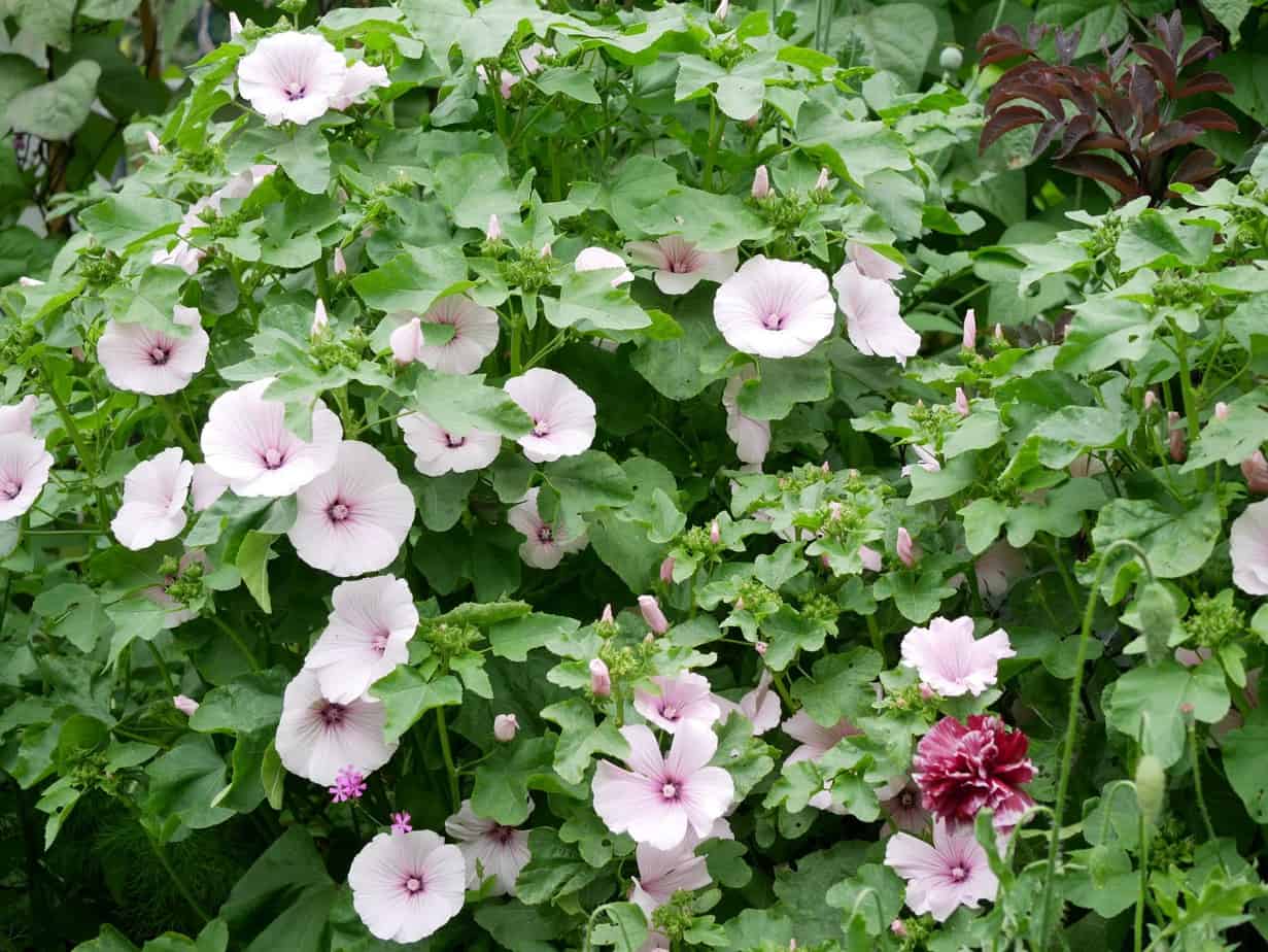 Lavatera trimestris zomer