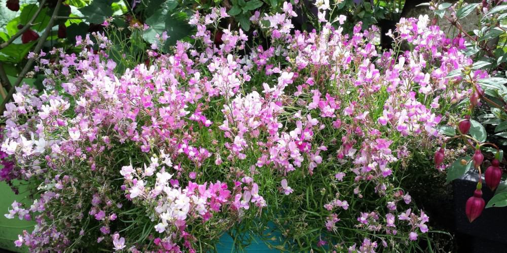 verzameling beet Uitdaging Bloemen in potten - Diana's mooie moestuin