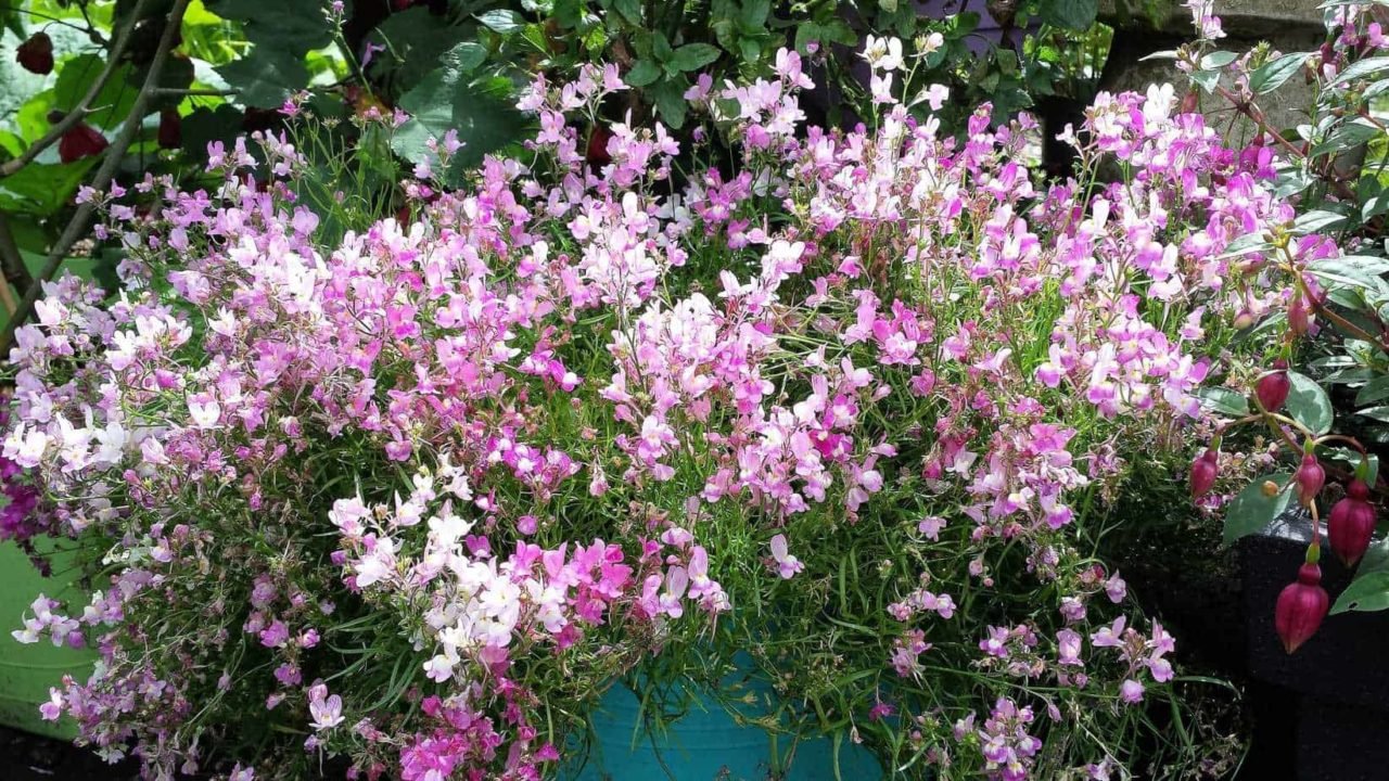 verzameling beet Uitdaging Bloemen in potten - Diana's mooie moestuin