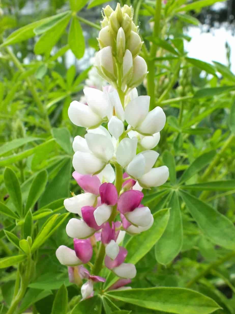 Lupinus hartwegii/nanus Diana's mooie moestuin
