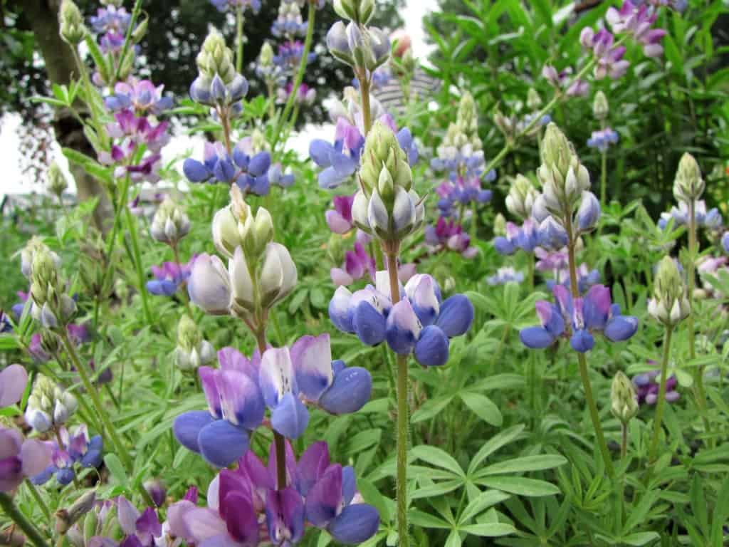 Lupinus hartwegii/nanus Diana's mooie moestuin