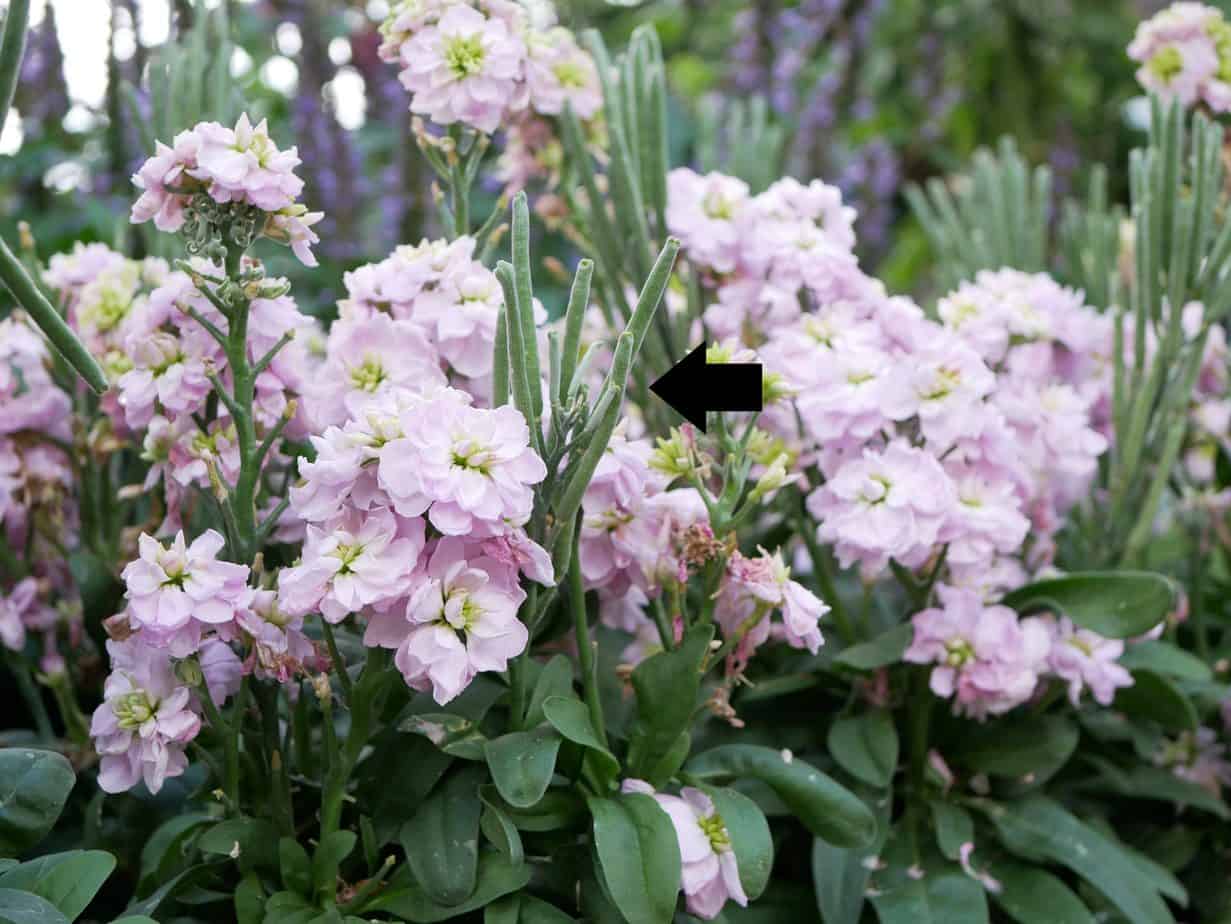 Matthiola incana met pijl naar zaden