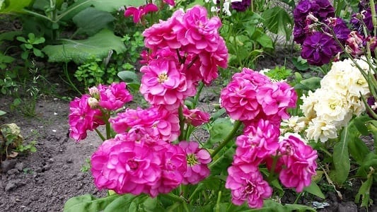 Matthiola incana Hot Cakes, mooie kleur, heerlijke geur
