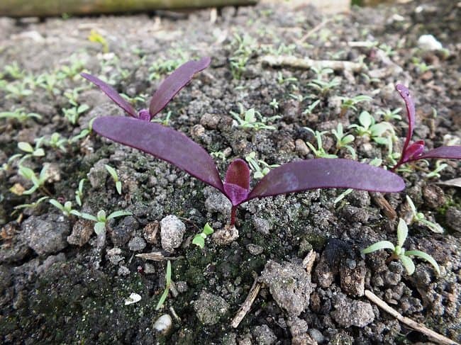 Tuinmelde zaailing kiemt in het voorjaar in de tuin