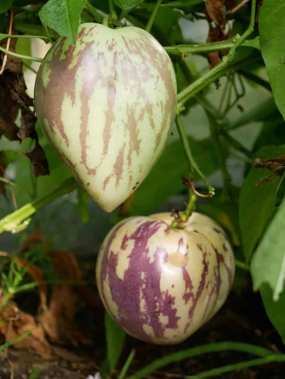Meloenpeer