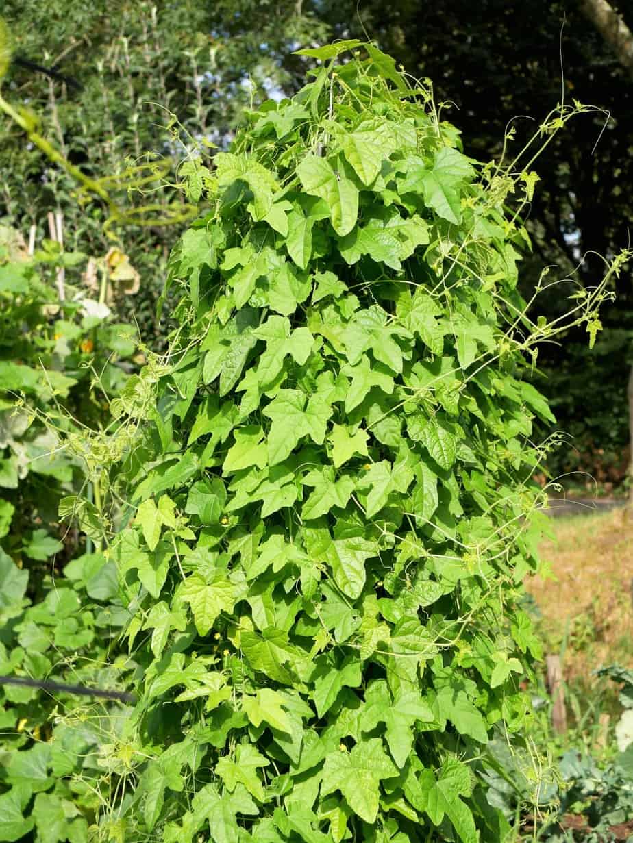 Cucamelon plant groot