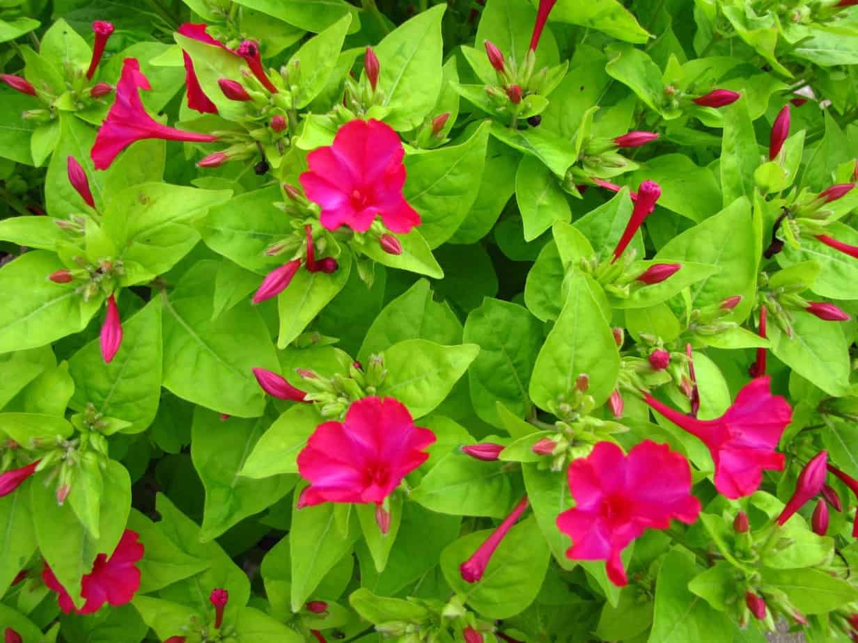 Mirabilis Diana's mooie moestuin