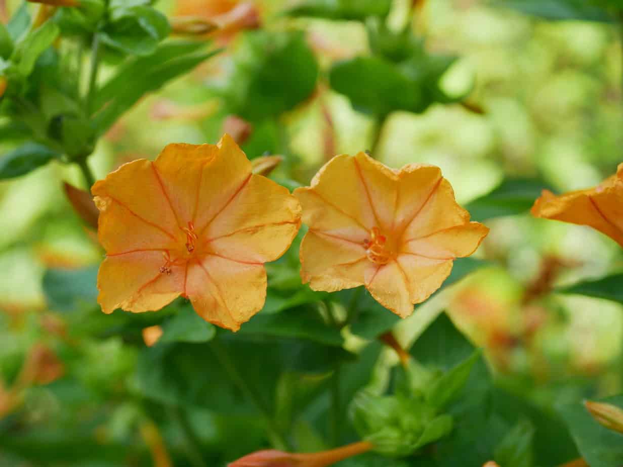 Mirabilis jalapa Orange