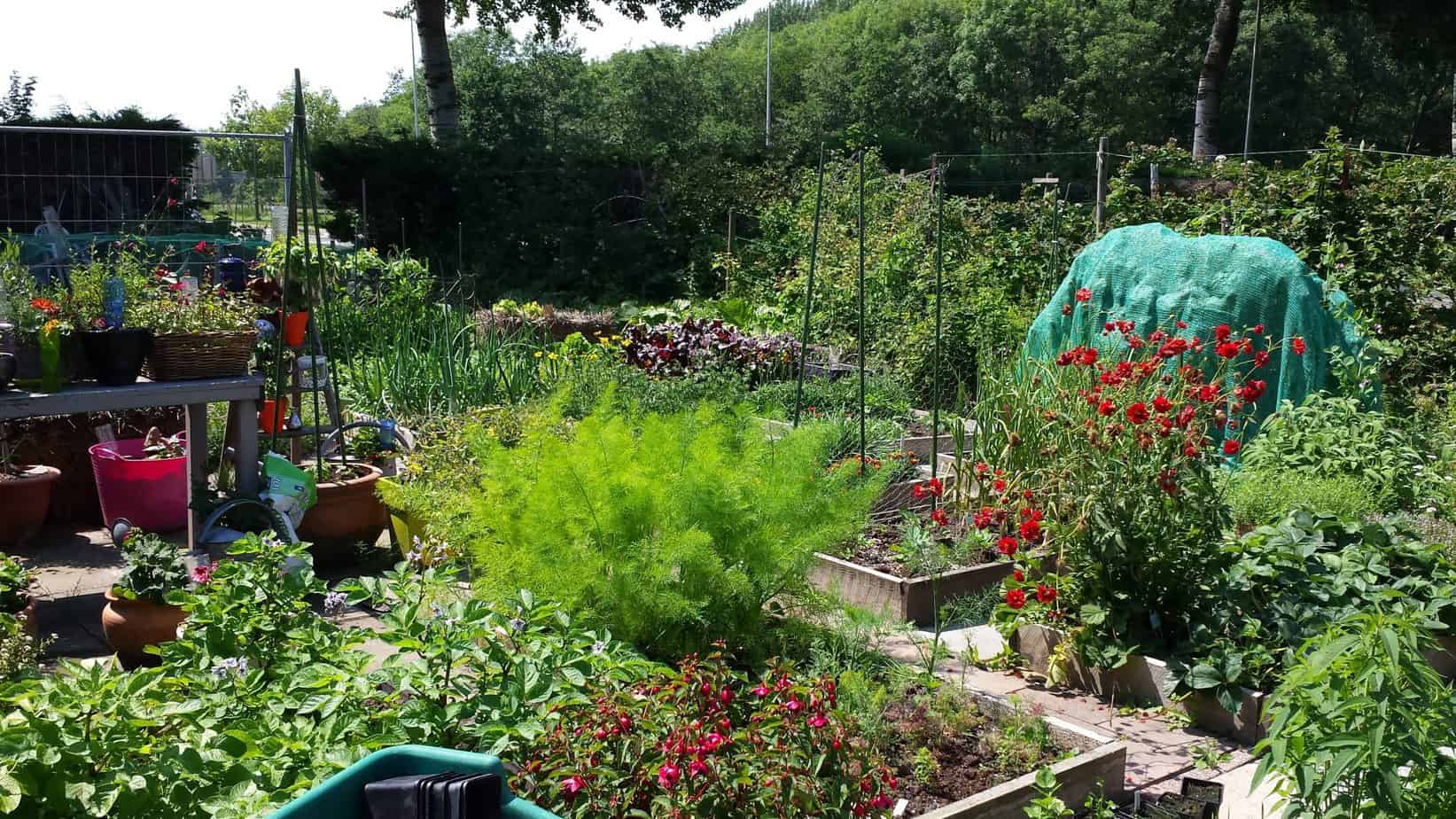 de (mooie) moestuin - diana's mooie moestuin