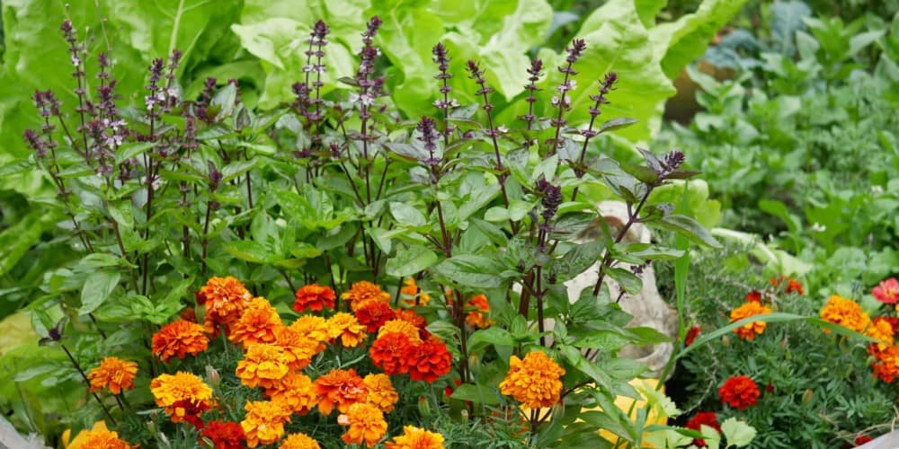 Wiskunde Alfabetische volgorde financiën Mooie moestuin - Bloemen - Diana's mooie moestuin