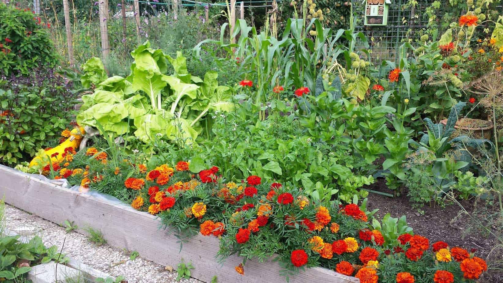 binnenkomst lever Mompelen De (mooie) Moestuin - Diana's mooie moestuin