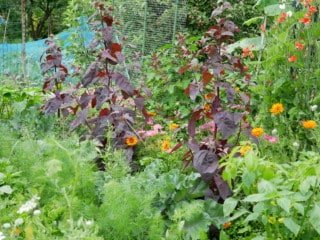Mooie moestuin paarse melde knolvenkel kool