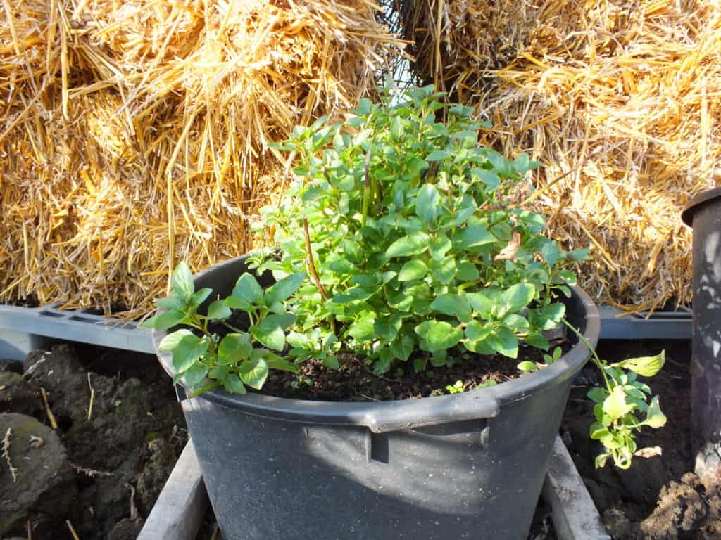 Munt - Diana's mooie moestuin Munt - Diana'S Mooie Moestuin