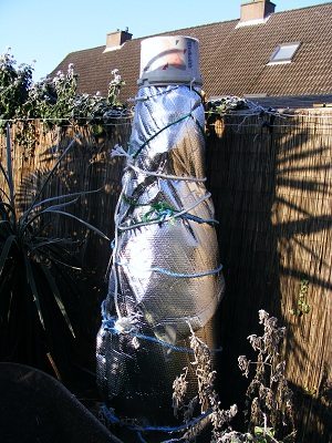 Musa basjoo ingepakt