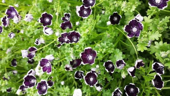 Nemophila menziesii Penny Black, lage planten, frisgroen blad en tientallen 1 cm grote paarszwarte bloempjes met wit randje. Veel hommels!