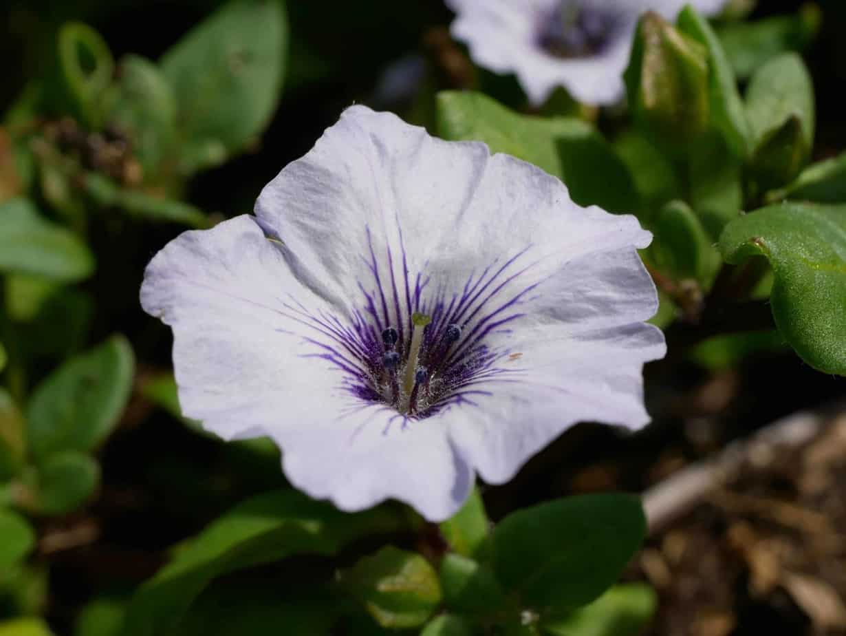 Nolana paradoxa Diana's mooie moestuin