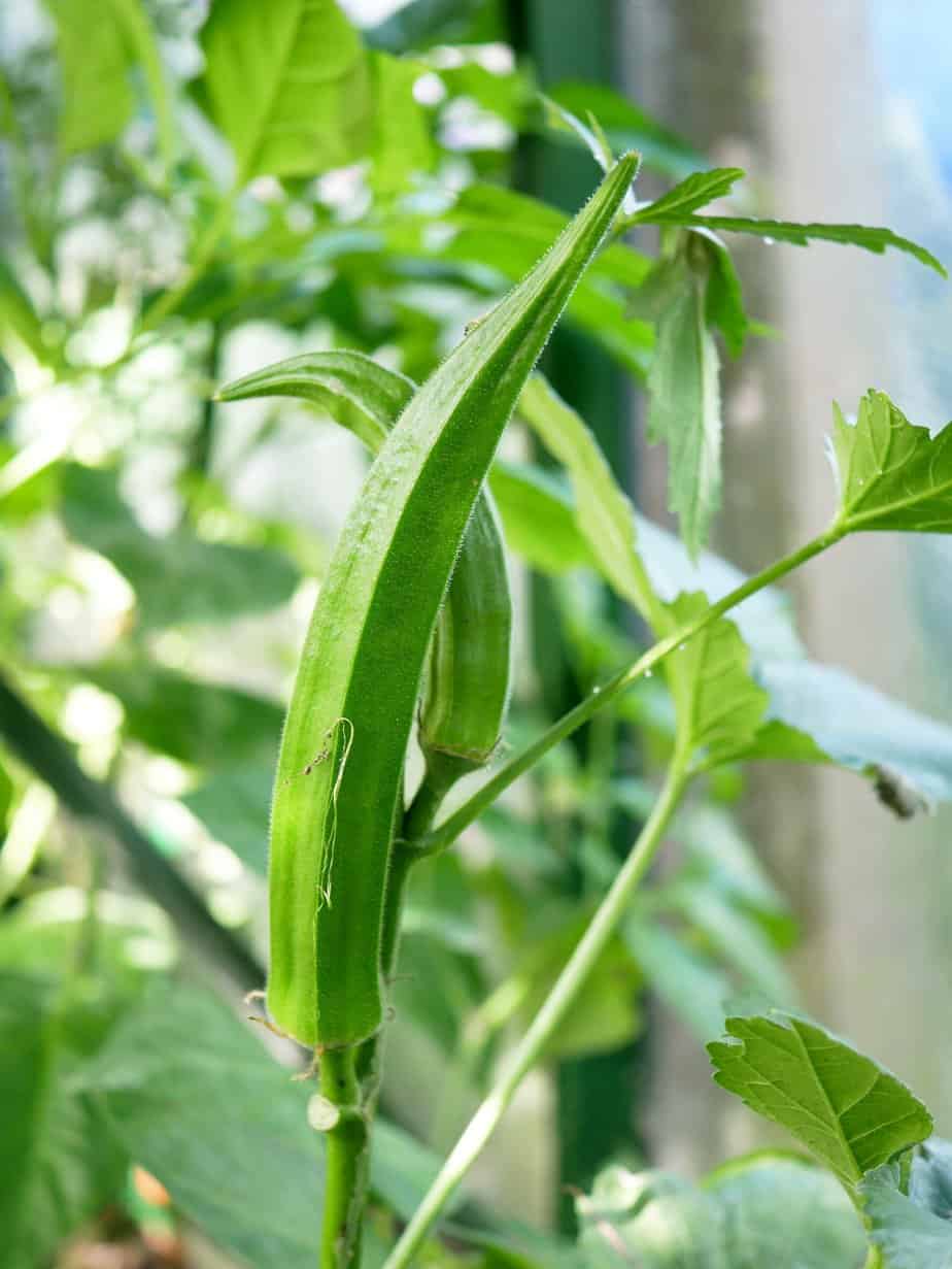 Okra